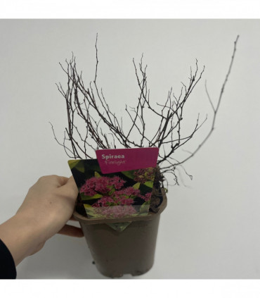 Spiraea japonica 'Firelight' 9cm / 1L / 2L