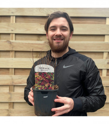 Spiraea japonica 'Firelight' 9cm / 1L / 2L