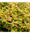 Spiraea japonica 'Golden Princess' 9cm / 1L / 2L