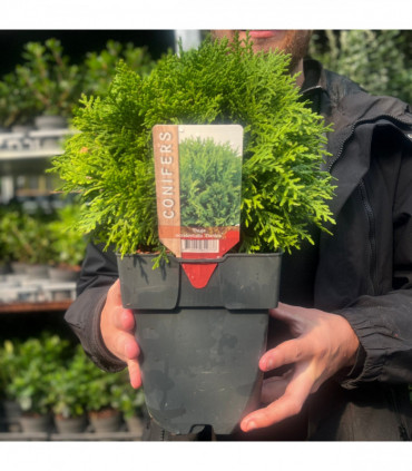 Thuja occidentalis 'Danica' 2L / 3L