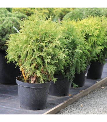 Thuja occidentalis 'Golden Globe' 9cm / 2L