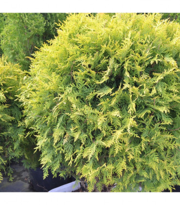 Thuja occidentalis 'Golden Globe' 9cm / 2L