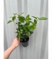 Viburnum tinus 'Eve Price' 9cm-5L