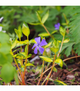 Vinca minor 'illumination' (periwinkle) 9cm