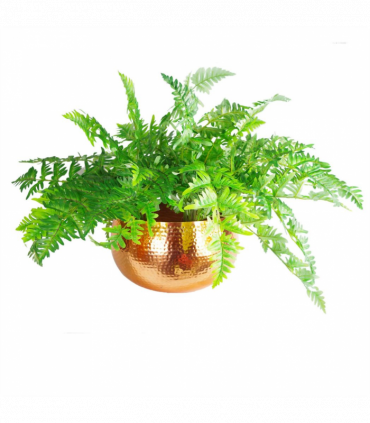 XL Metal Bowl Planter 32 x 20cm Hammered Copper Colour Straight Edge