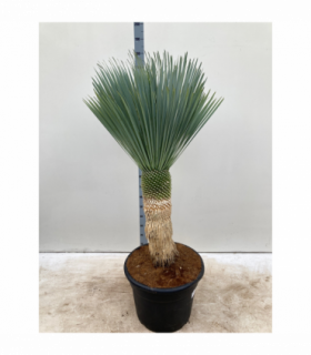 Yucca rostrata 'Blue Swan' 170cm inc. 65L growers pot