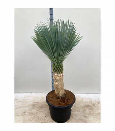 Yucca rostrata 'Blue Swan' 170cm inc. 65L growers pot
