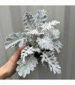 3 x Cineraria 'Silver Dust' (9cm Pots)