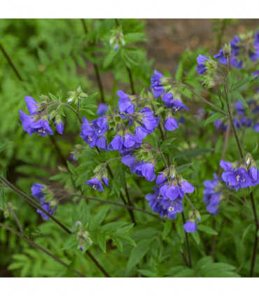Polemonium Heaven Scent 2L