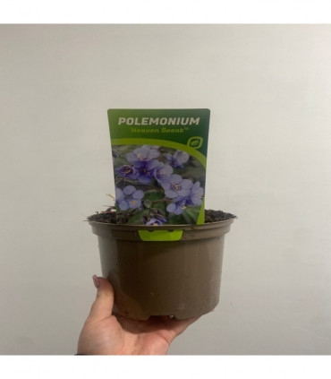 Polemonium Heaven Scent 2L