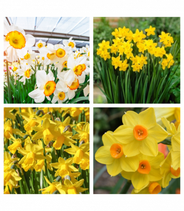 Special offer: Mystery Daffodil Box (5/10 Packs)