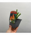 Kniphofia uvaria 'Flamenco' (Red Hot Poker) 9cm/3L
