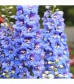 Delphinium Excalibur Light Blue/White 9cm/ 1.5L