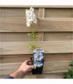 Delphinium 'Magic Fountain White Dark Bee' 9cm/1.5L