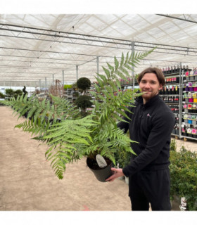 Dicksonia antarctica 'Tree Fern' 1/2/5L