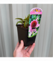 Echinacea purpurea 'Double Decker' 9cm Pot