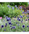Echinops bannaticus 'Blue Globe' 9cm / 2L