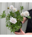 Scabious 'Kudo White' 9cm/2L