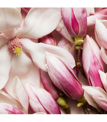 Escada Celebrate Now Eau De Parfum Spray 80ml