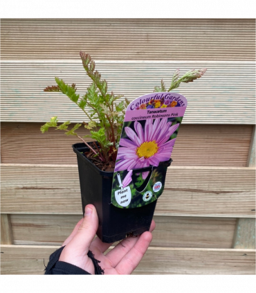 Tanacetum coccineum 'Robinson's Pink' 9cm