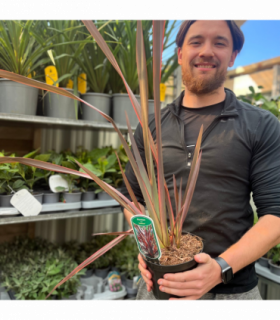 Phormium 'Sundowner' 2L (40-50cm including the pot)