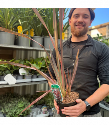 Phormium 'Sundowner' 2L (40-50cm including the pot)