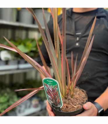 Phormium 'Sundowner' 2L (40-50cm including the pot)