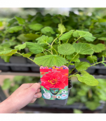 Geum 'Mrs Bradshaw' 9cm/1.5L/3L Pot