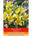 Tulip Bulbs -  Dasystemon Tarda