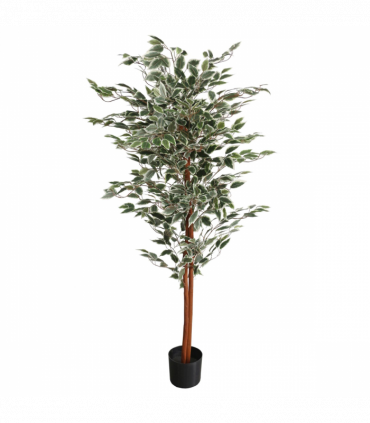 160cm Artificial Ficus with Natural Variegated Leaves