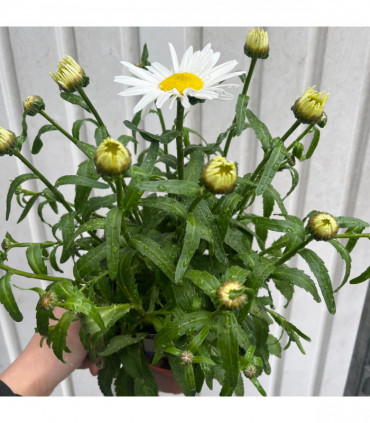 Leucanthemum 'Maximum Madonna' 1.5L