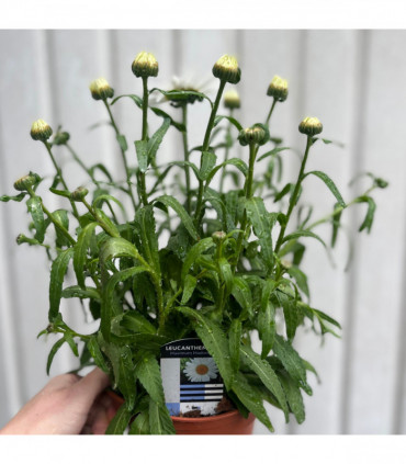 Leucanthemum 'Maximum Madonna' 1.5L