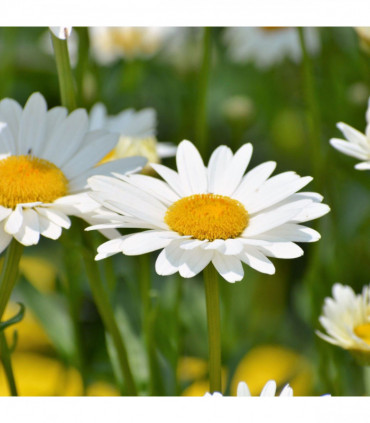 Leucanthemum 'Maximum Madonna' 1.5L