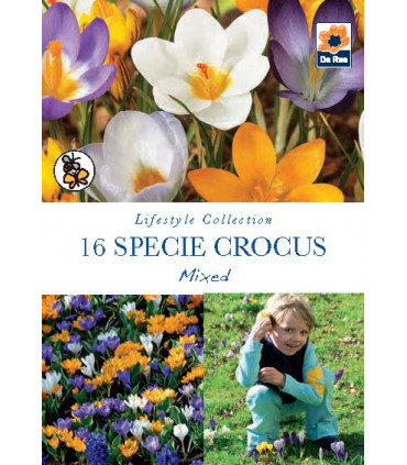 Specie Crocus Mixed (16 Bulbs)