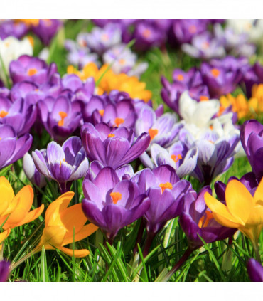 Specie Crocus Mixed (16 Bulbs)