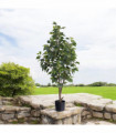 125CM ARTIFICIAL FICUS TREE