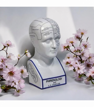 16" PHRENOLOGY HEAD Home Decor