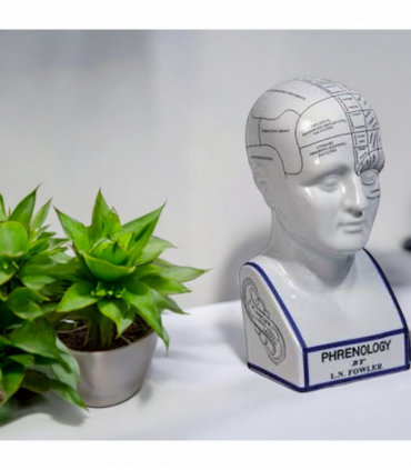16" PHRENOLOGY HEAD Home Decor