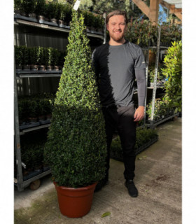 Buxus/Topiary Cone (Buxus Sempervirens)