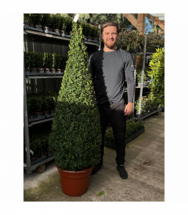 Buxus/Topiary Cone (Buxus Sempervirens)