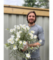 Convolvus cneorum (Silverbush) 9cm/2L/3L