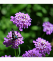 Iberis 'Mermaid Lavender' 9cm/1.5L