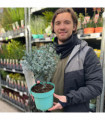 Eucalyptus gunnii Azura (3L Pot)
