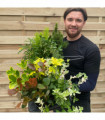 Our selection of 3 x Shrubs in 9cm - 11cm growers pots