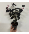 Loropetalum Chinese Pipas Red 9cm