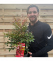 Nandina domestica 'Gulf Stream' (Heavenly Bamboo) 2L