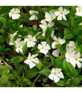 Vinca minor 'Gertrude Jekyll' (Periwinkle) 9cm/2L