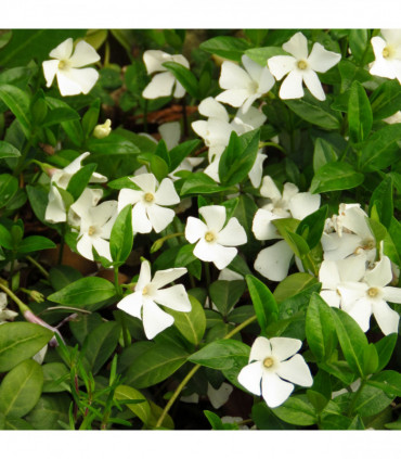 Vinca minor 'Gertrude Jekyll' (Periwinkle) 9cm/2L