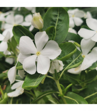 Vinca minor 'Gertrude Jekyll' (Periwinkle) 9cm/2L