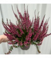 3 x  Pink Heather | Calluna vulgaris (9cm Growers Pot)